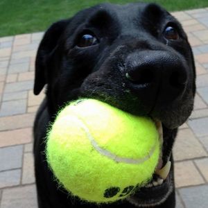 Meet your Posher, Corrina